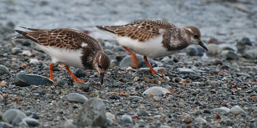 ENE-20080829-0010.jpg - [nl] Steenlopers ( Arenaria interpres ) | Sleepy Cove, Crow Head, Twillingate, Newfoundland, Canada[en] Turnstones ( Arenaria interpres ) | Sleepy Cove, Crow Head, Twillingate, Newfoundland, Canada